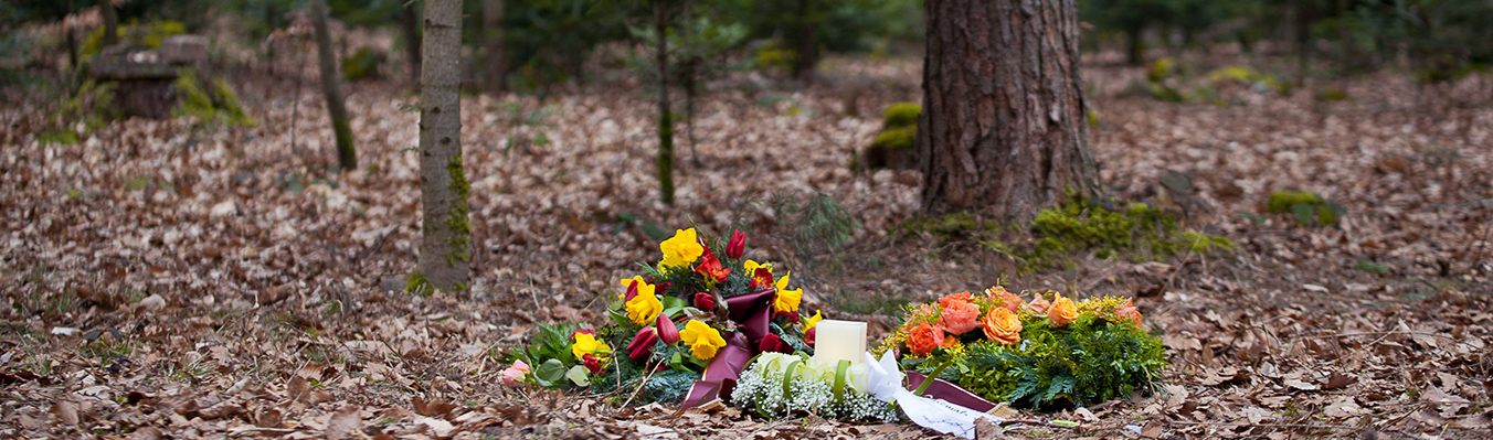 Baumbestattung in Hamm im Friedwald